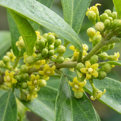 Gymnema Leaf